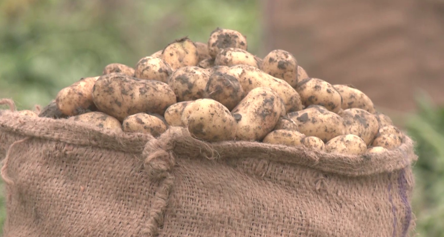 আলুর দরপতনের মাঝেই লোকসানের পাল্লা ভারি করল হঠাৎ বৃষ্টি