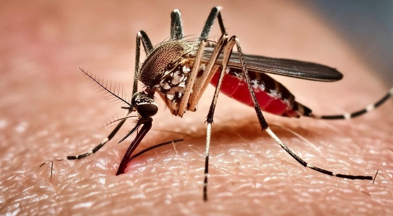 ঢাকা উত্তরে মশা মারতে পুরস্কার ঘোষণা