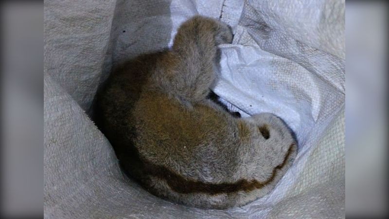 বান্দরবানের লজ্জাবতী বানরটি ফিরে গেল পাহাড়ি জঙ্গলে