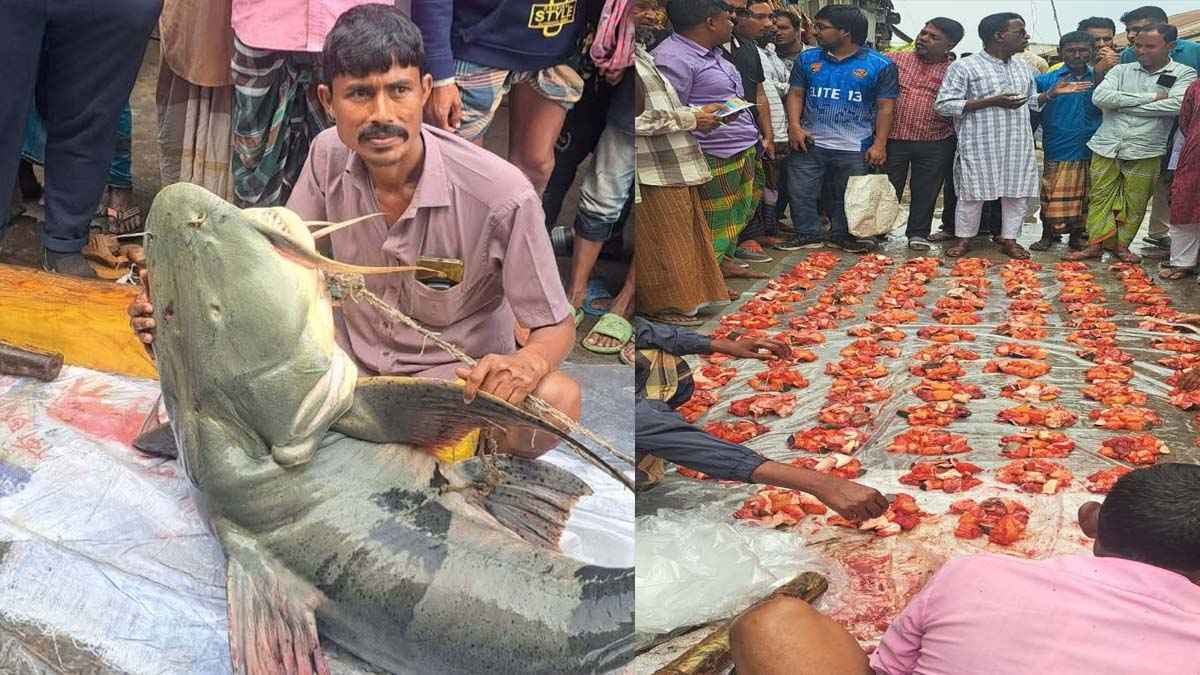 গাইবান্ধায় ব্রহ্মপুত্রে ধরা পড়ল ৯০ কেজির বাঘাইর, বিক্রি ১ লাখ টাকায়