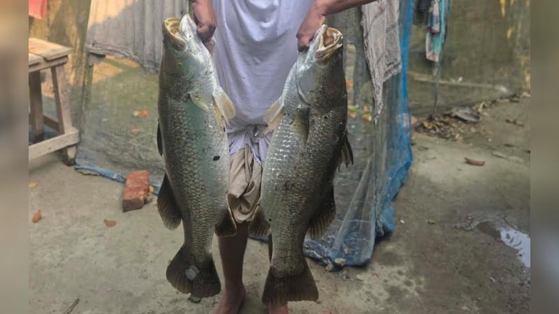 নোয়াখালীর সুবর্ণচরে পুকুরে মিলল ২৬ কেজির দুই কোরাল মাছ