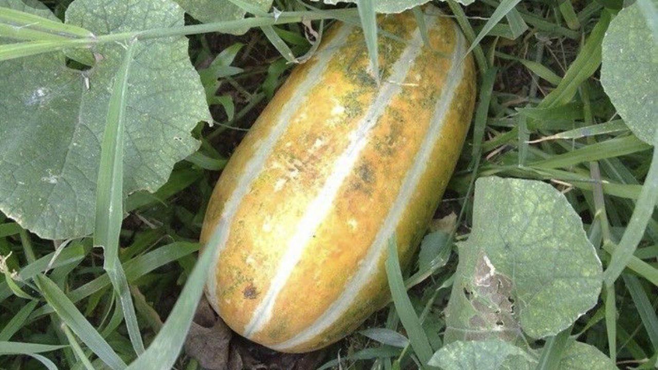 গরমে শরীর জুড়াতে বাঙ্গির জাদুকরী গুণ