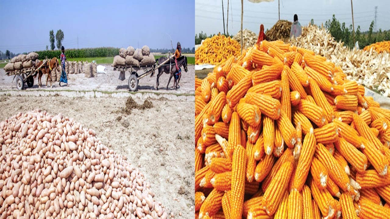 রংপুরে লক্ষ্যমাত্রার চেয়ে বেশি আলু ও ভুট্টা উৎপাদন
