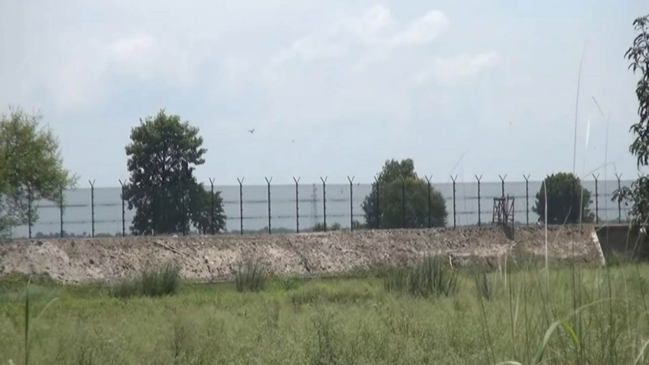 চাঁপাইনবাবগঞ্জে ফসল নষ্ট করছে ভারতীয় বন্য শূকরের পাল