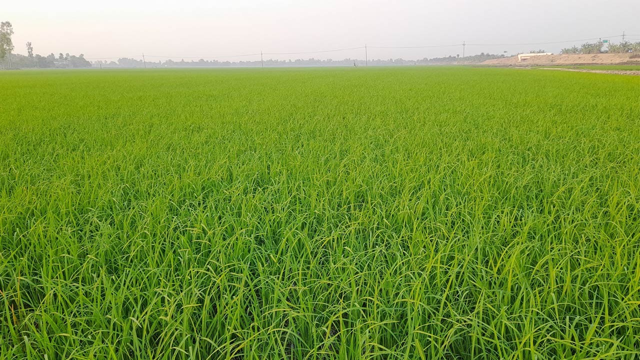 নওগাঁর আত্রাইয়ে ১৯ হাজার হেক্টর জমিতে বারো চাষ