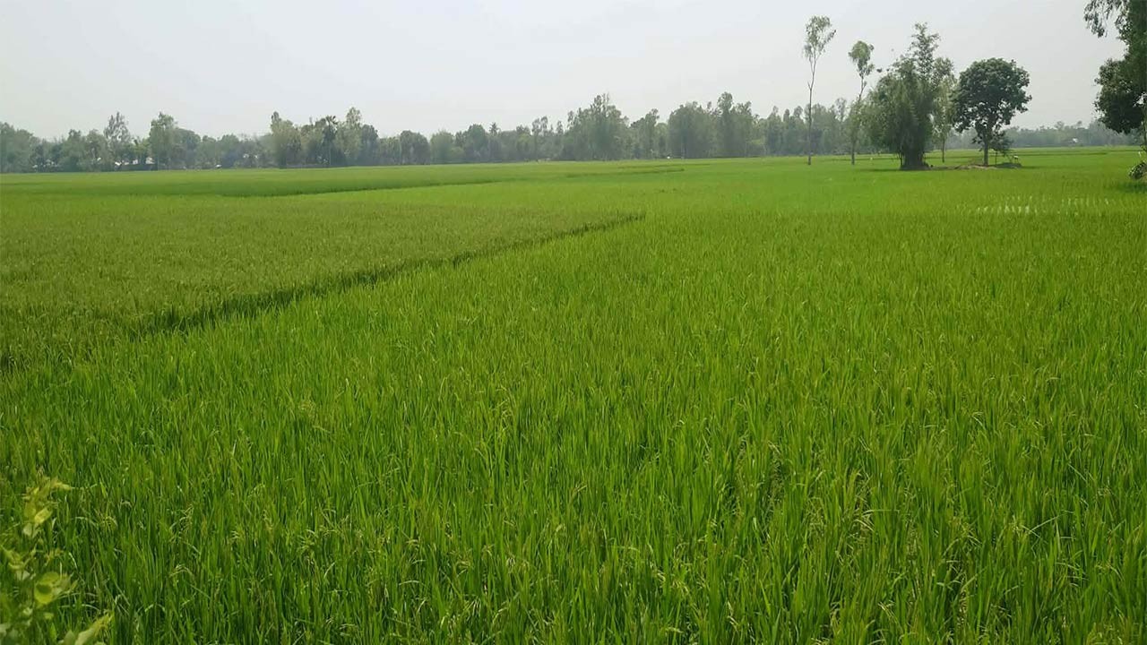 বগুড়ার দুপচাঁচিয়ায় মাঠে মাঠে সবুজের সমারোহ বাম্পার ফলনের সম্ভাবনা