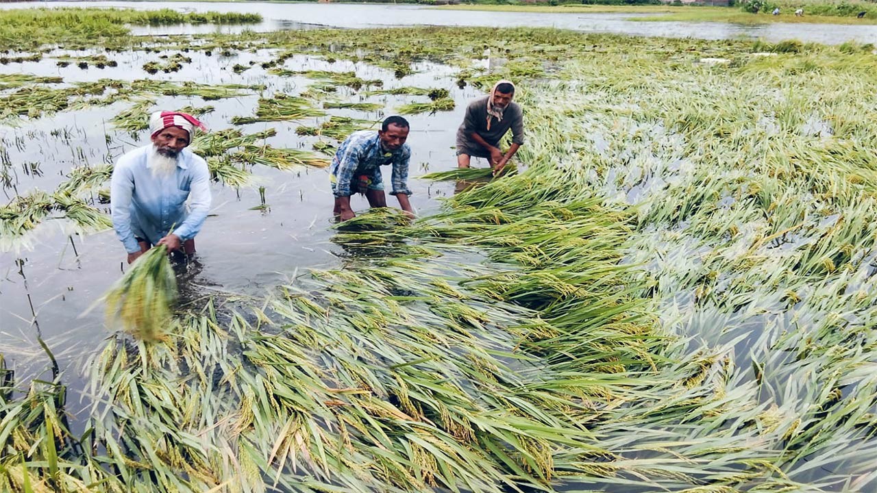 বগুড়ার সোনাতলায় ৮৫ হেক্টর জমির ধান তলিয়ে গেছে, কৃষকের মাথায় হাত