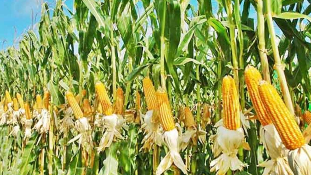 ঠাকুরগাঁয়ের হরিপুরে ভুট্টার বাম্পার ফলন দাম পেয়ে কৃষক খুশি