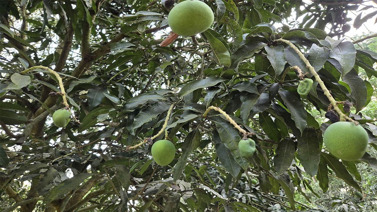 নাটোরের লালপুর খরায় ঝরে পড়ছে আমের গুটি : ফলন বিপর্যয়ের শঙ্কা