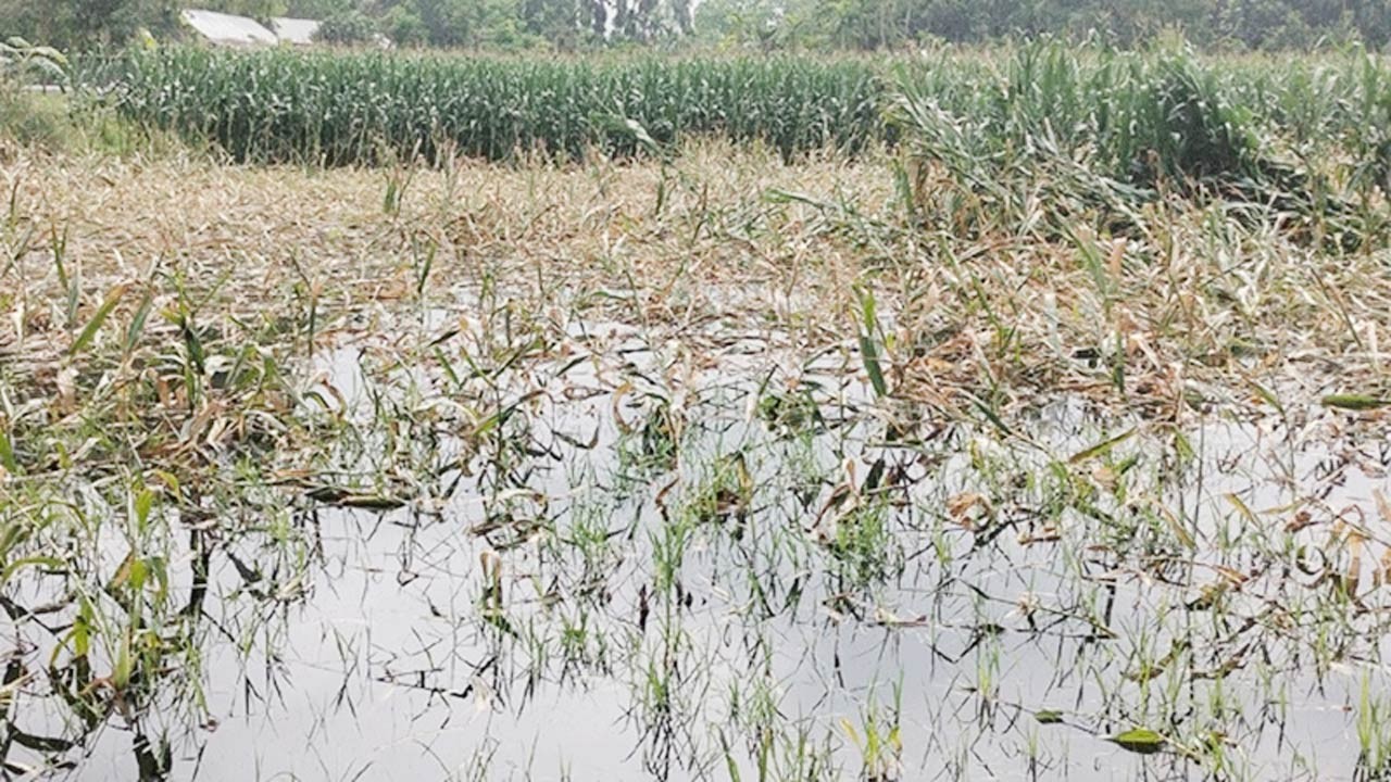 কুড়িগ্রামের ভূরুঙ্গামারীতে শিলাবৃষ্টিতে ফসলের ব্যাপক ক্ষতি, দুশ্চিন্তায় কৃষক