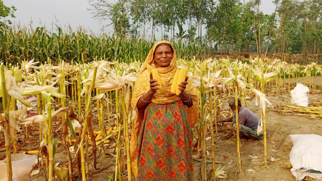 বগুড়ার সারিয়াকান্দিতে রেকর্ড পরিমাণ জমিতে ভুট্টার আবাদ