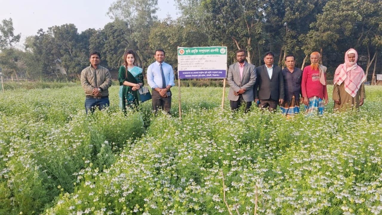 সিরাজগঞ্জে যমুনার চরে কালোজিরা চাষ করে লাভবান হচ্ছেন কৃষকেরা