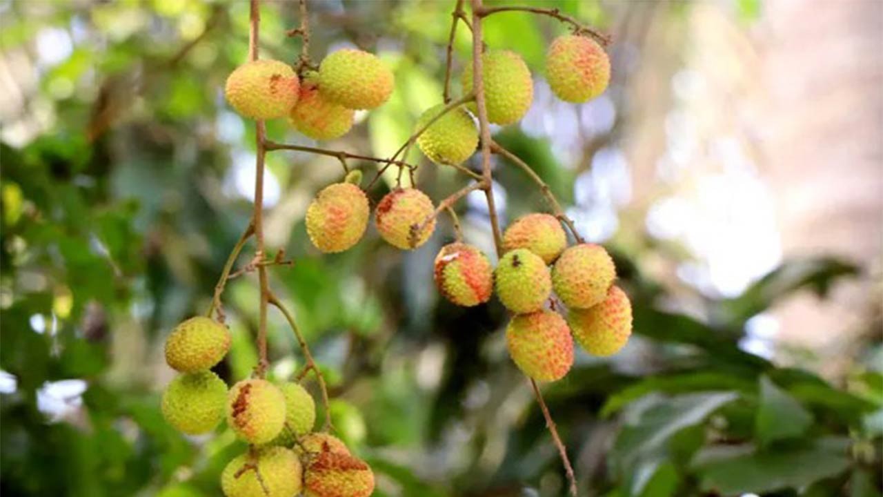 তীব্র দাবদাহে রাজশাহীর লিচুতে নতুন সংকট