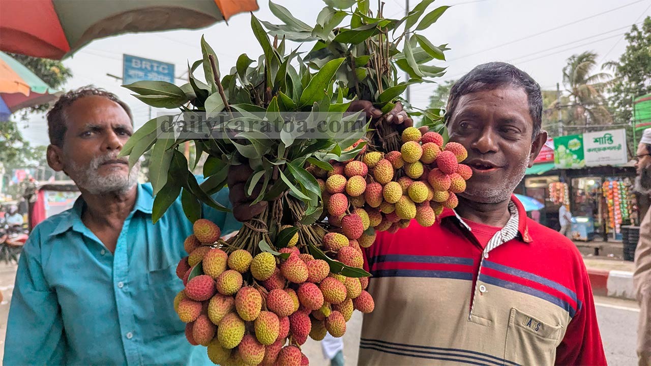 বগুড়ার বাজারে উঠেছে মৌসুমী ফল লিচু, ৩০০ টাকা “শ”