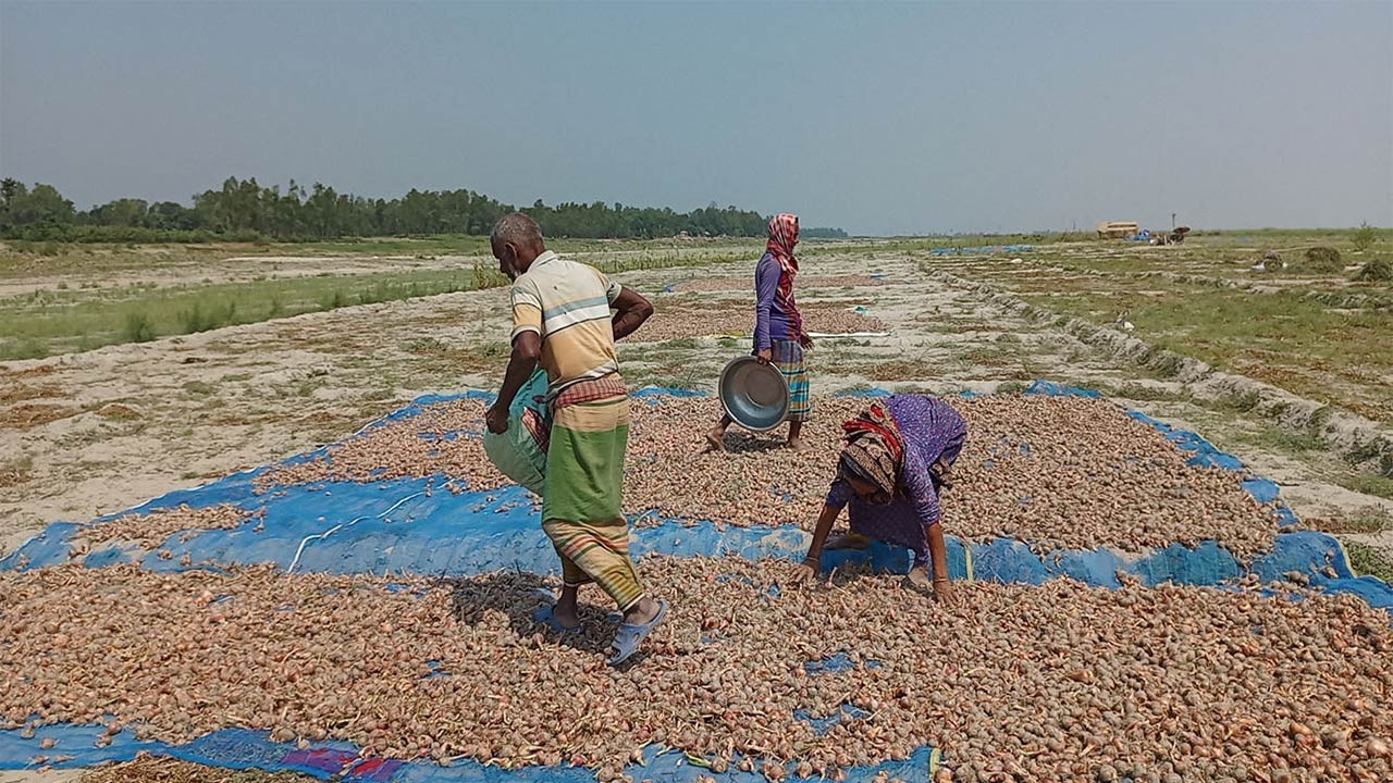 দাম না থাকায় দু:শ্চিন্তায় বগুড়ার সারিয়াকান্দির পিঁয়াজ চাষি