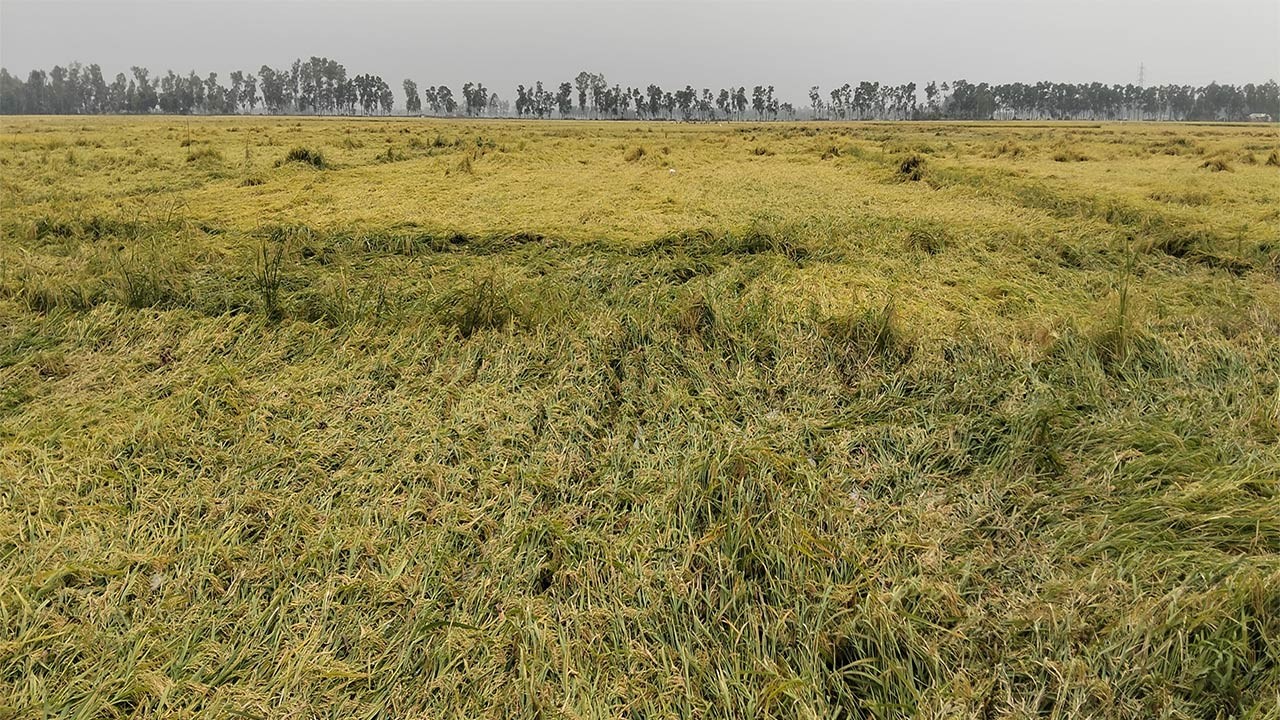 নওগাঁর রাণীনগরে কালবৈশাখীর তান্ডবে মাঠের ধান নুয়ে পড়েছে 