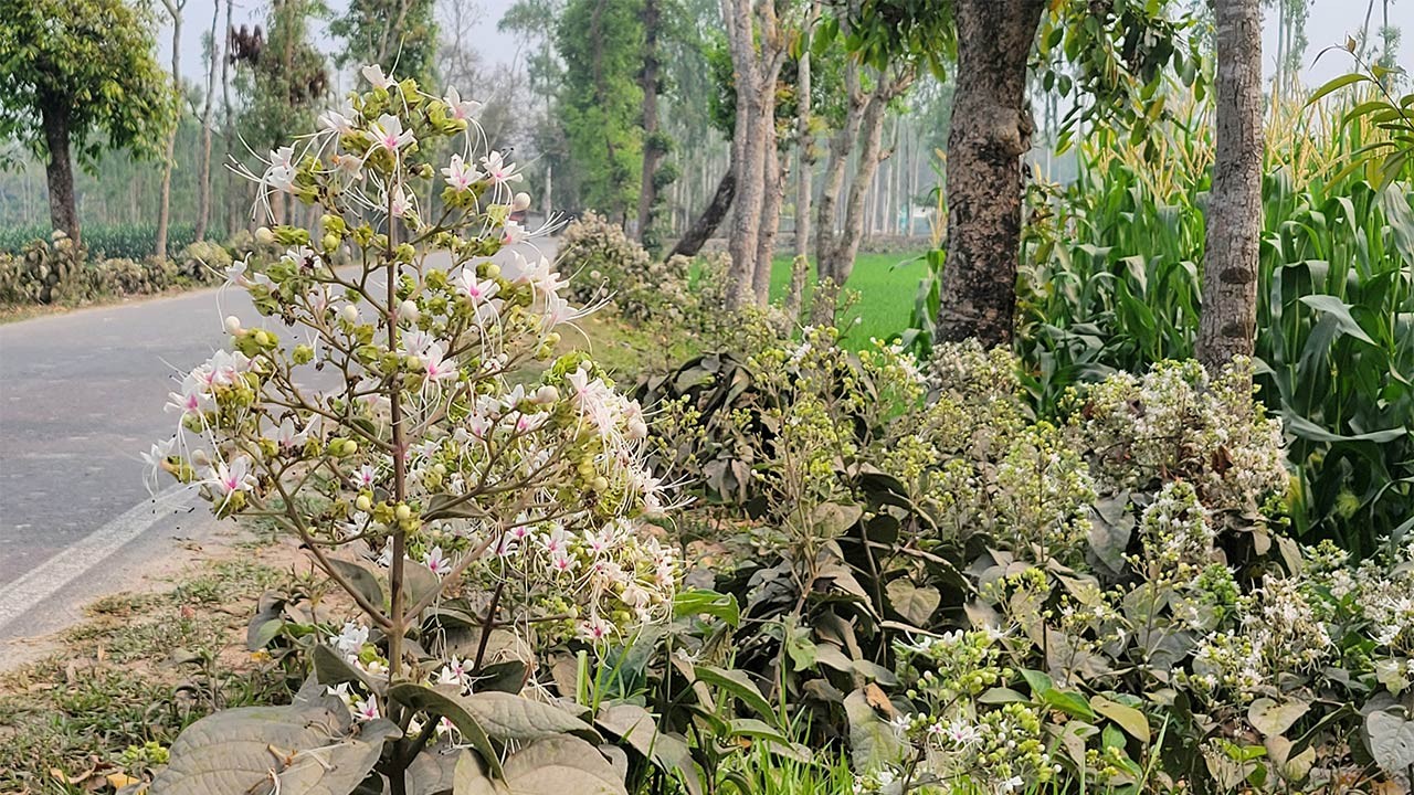 কুড়িগ্রাম ফুলবাড়ীর পথজুড়ে ভাঁটফুলের শুভ্রতা বিমোহিত পথচারী ও প্রকৃতিপ্রেমীরা
