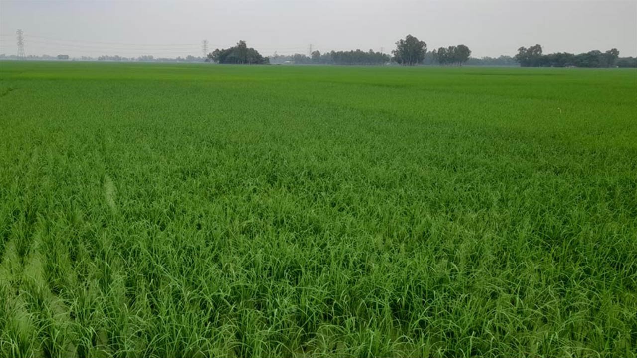 সিরাজগঞ্জের চৌহালীতে বোরো ধানের বাম্পার ফলন, খুশি কৃষক