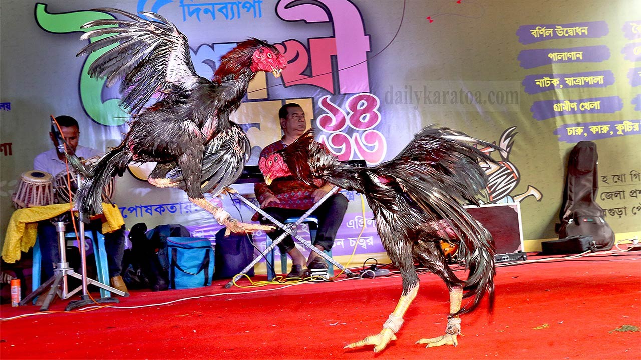 বগুড়া পৌরপার্কে বৈশাখী মেলায় মোরগ লড়াইয়ের উপাখ্যান