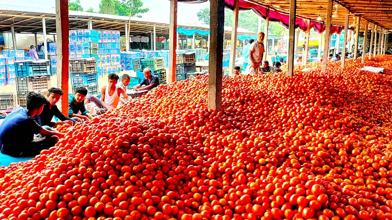 জমে উঠছে দিনাজপুরের গাবুড়া’র টমেটোর বাজার