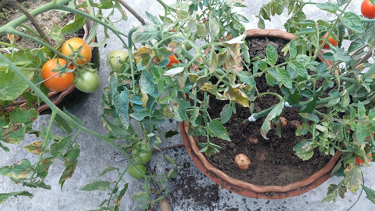 একই গাছে ধরেছে আলু ও টমেটো  