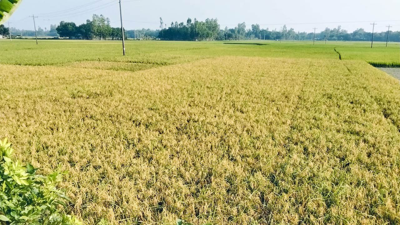 বগুড়ার সোনাতলায় ঝড়-বৃষ্টির শঙ্কায় তড়িঘড়ি করে বোরো ধান কাটছেনকৃষক