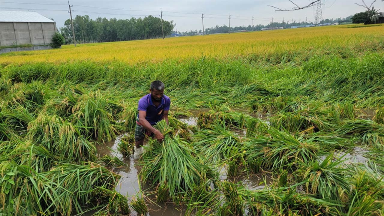 বগুড়ার শেরপুরে ঝড়ে লণ্ডভণ্ড ফসলের মাঠ