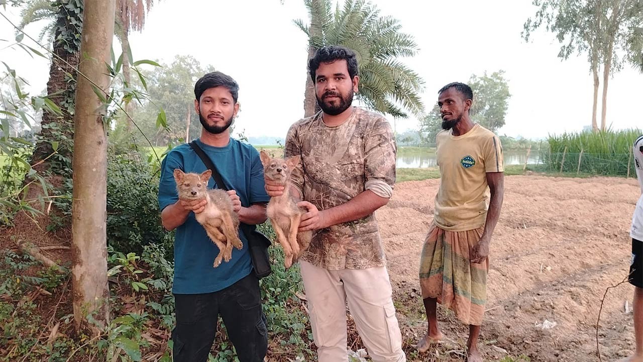 বগুড়ার শেরপুরে পরিত্যক্ত কুয়া থেকে ১৫ দিন পর দুই শিয়ালের বাচ্চা উদ্ধার