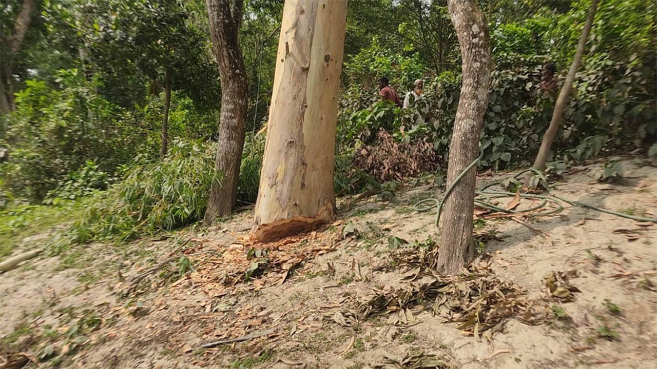 বগুড়ার ধুনটে যমুনা নদীর বাঁধের সরকারি গাছ কাটার অভিযোগ