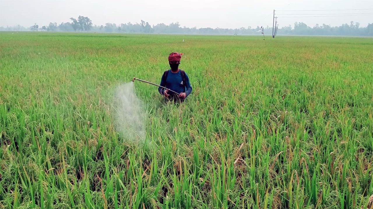 বগুড়ার আদমদীঘিতে ইরি-বোরো ধানের শীষে শীষে ভরপুর
