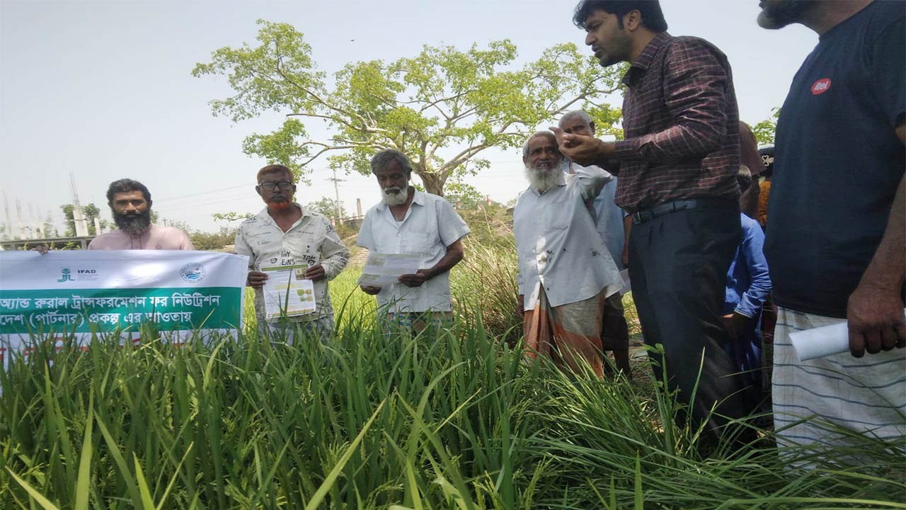 নওগাঁর আত্রাইয়ে বোরো ধান পাকার পূর্ব মুহূর্তে উপজেলা কৃষি অফিসের নানা উদ্যোগ