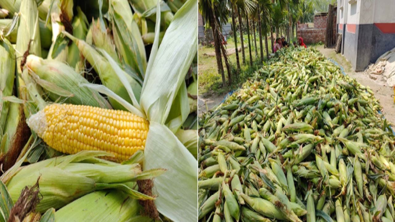 নীলফামারীর জলঢাকায় দিন দিন জনপ্রিয় হয়ে উঠছে মিষ্টিভুট্টা চাষ