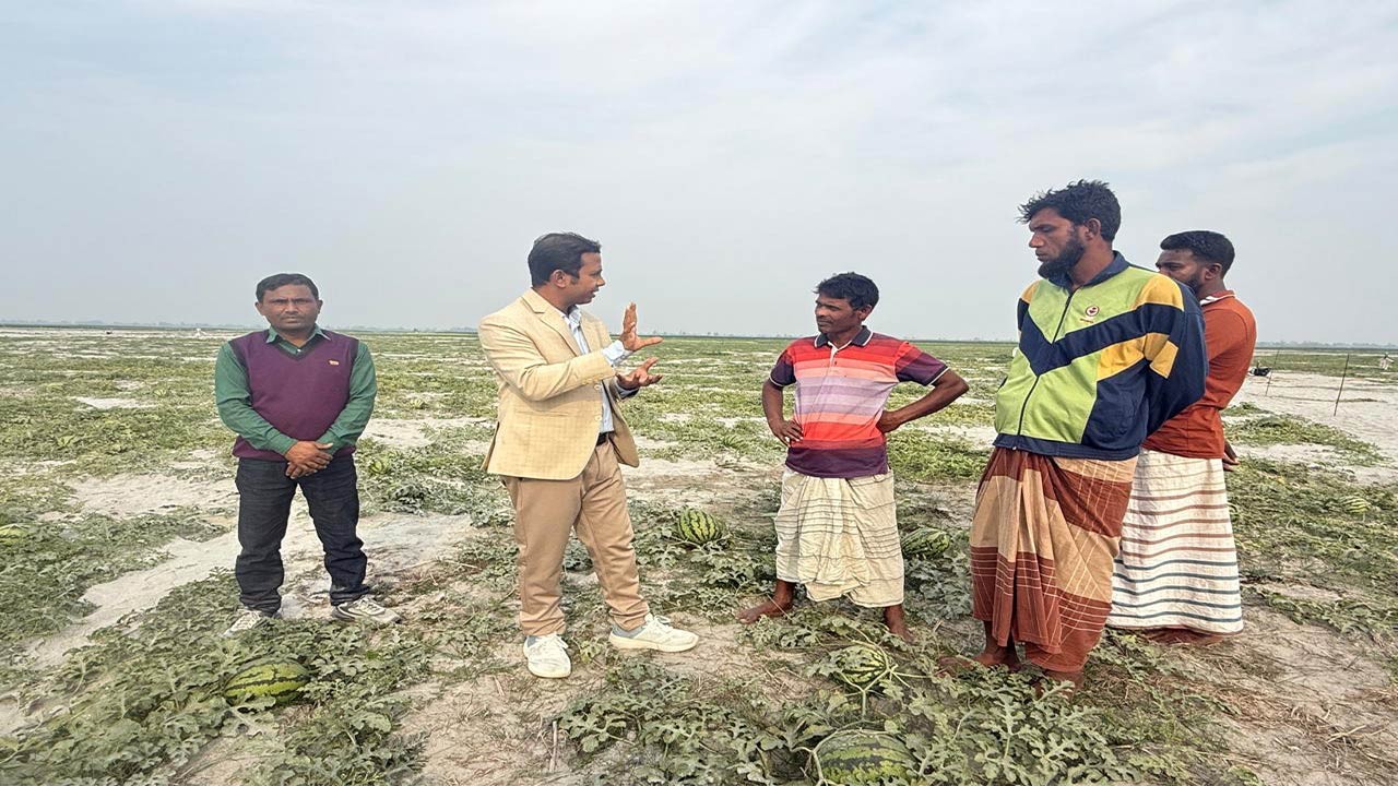 নীলফামারীতে তিস্তার অনাবাদি ও পরিত্যক্ত বালুচরে তরমুজ চাষ