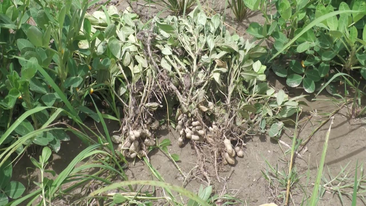 বগুড়ার ধুনটে যমুনা নদীর চরে বাদম যেন বালুর নীচে জমানো সাদা সোনা