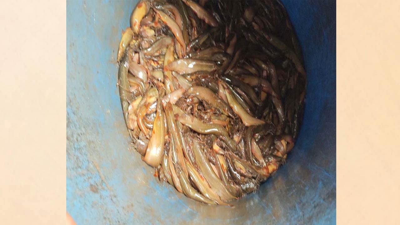 দিনাজপুরের বিরামপুরে বিদেশি মাগুর মাছ জব্দ করে নদীতে ছাড়ায় জনমনে শঙ্কা