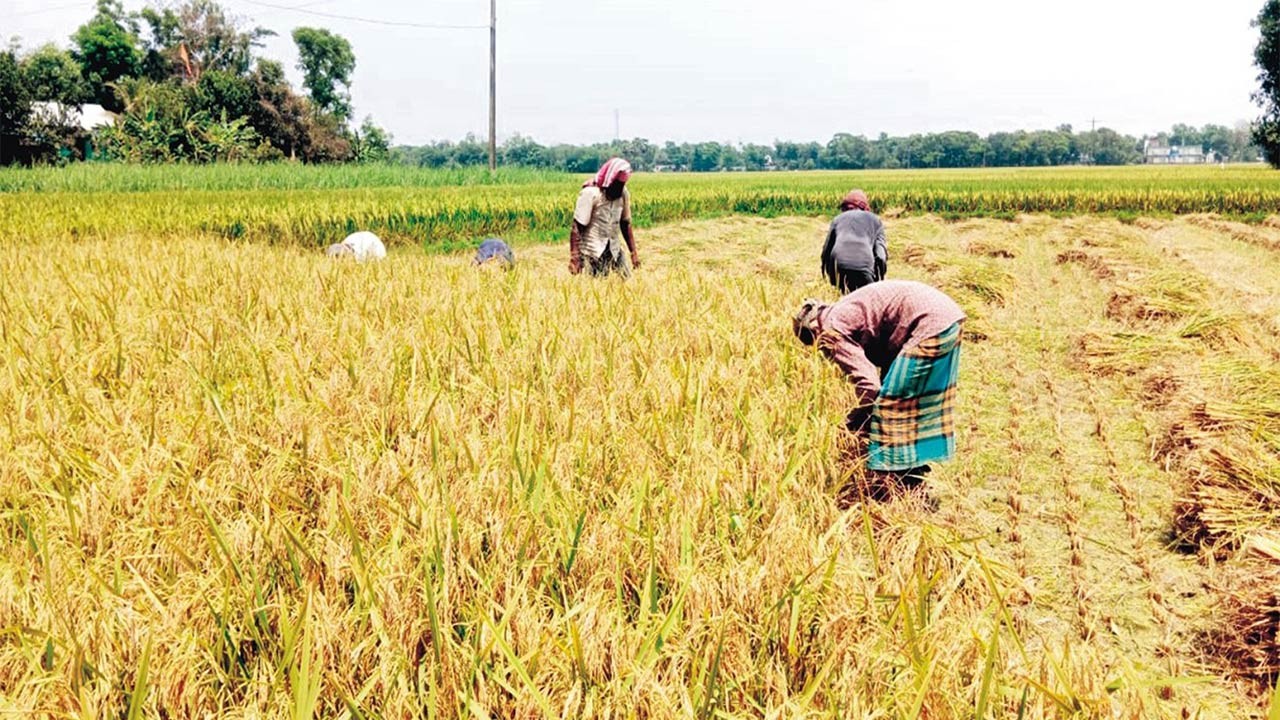 পাবনার চাটমোহরে বোরো’র বাম্পার ফলনেও দুশ্চিন্তায় কৃষক