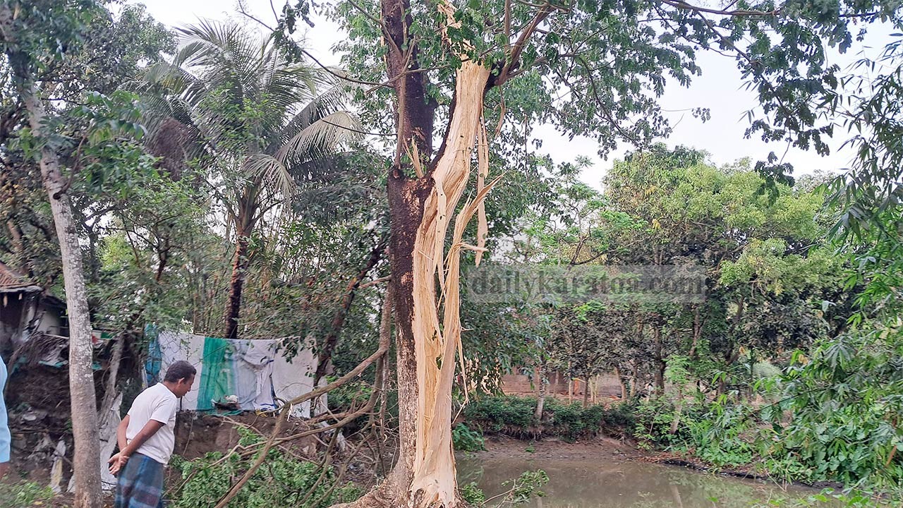 বগুড়ার সান্তাহারে বজ্রপাতে রেইনট্রি গাছ দ্বিখণ্ডিত