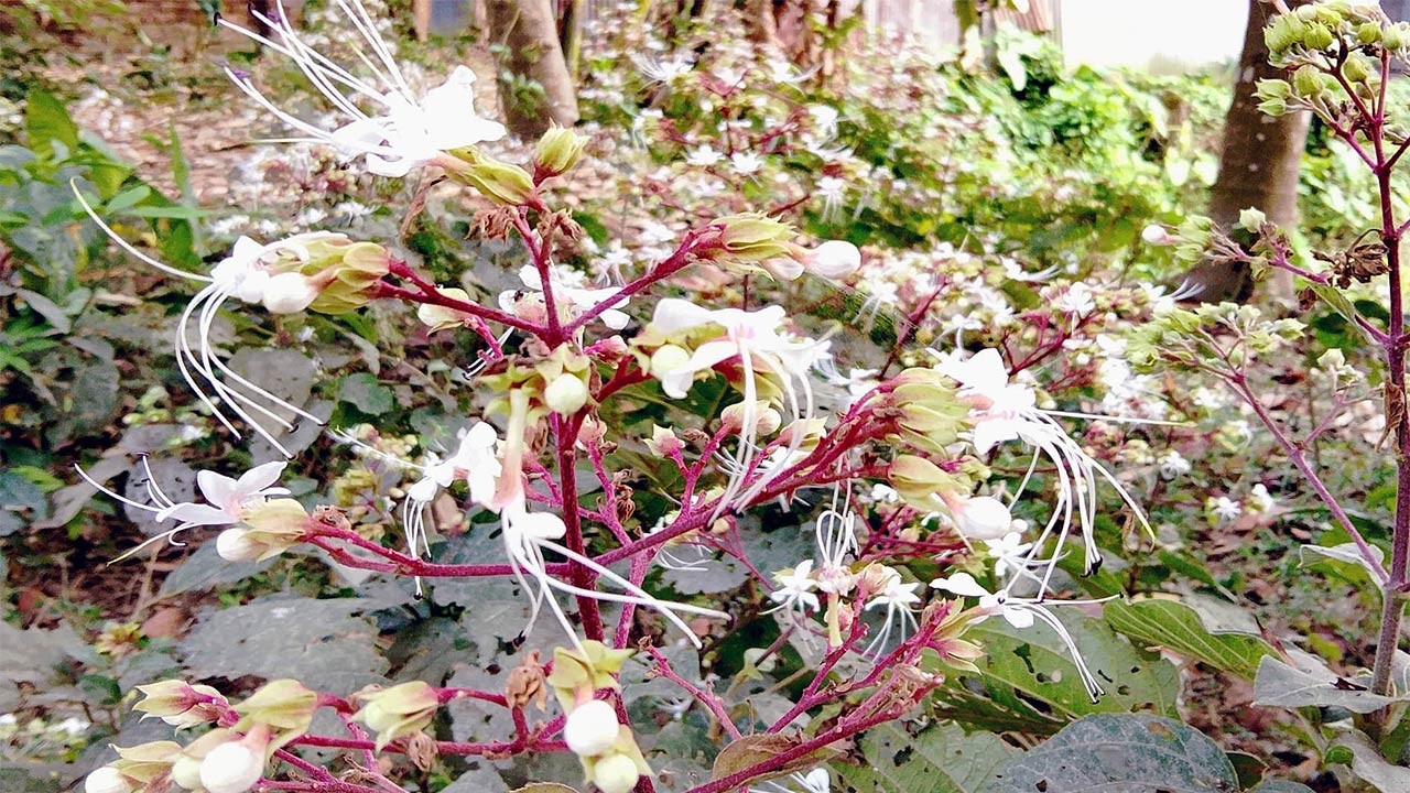  বগুড়ার ধুনটে গ্রামীন পথের ধারে সৌরভ ছড়াচ্ছে অবহেলায় বেড়ে ওঠা ভাঁটফুল