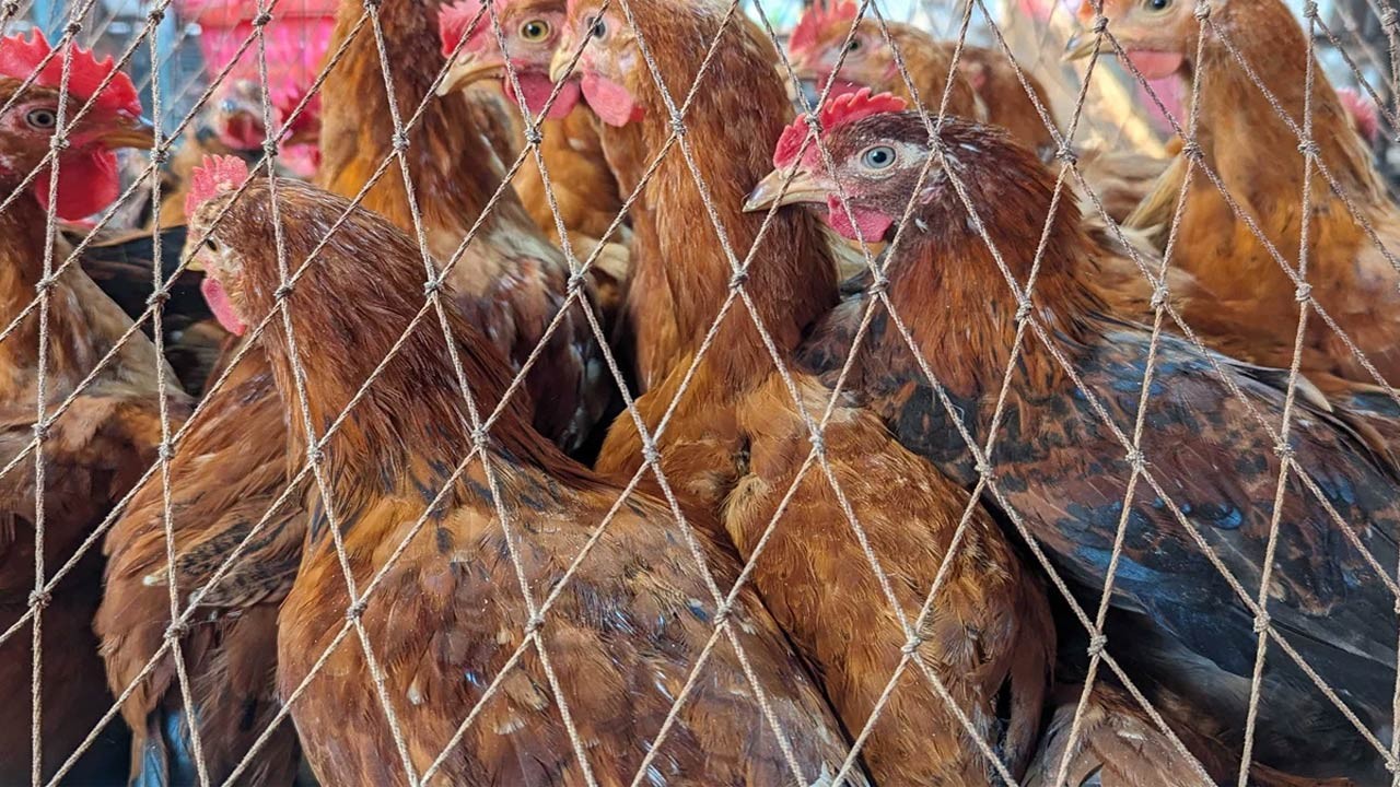 বগুড়ার বাজারে মাসের ব্যবধানে সোনালি মুরগির দাম বেড়েছে ৩৪ শতাংশ