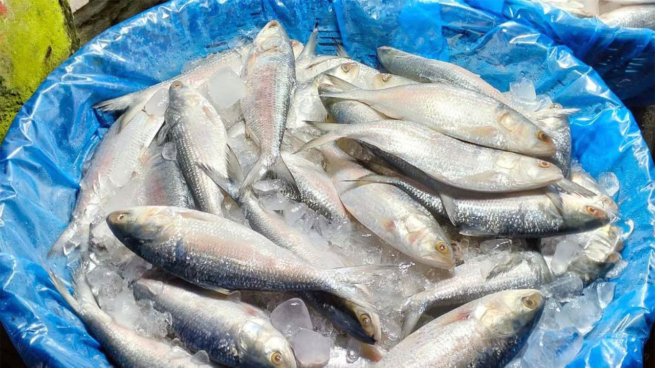 বৈশাখের আগমনে রংপুরের আড়তসহ বাজারে ইলিশ মাছে নাভিশ্বাস