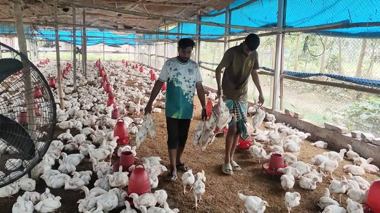 ঠাকুরগাঁওয়ে পোল্ট্রি ফার্মে বিষ প্রয়োগ, ৩ হাজার মুরগির মৃত্যু