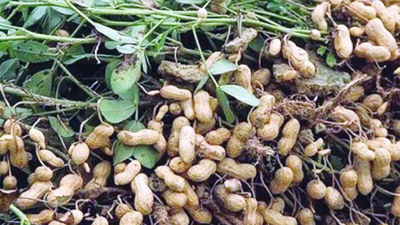 রংপুর অঞ্চলে চিনাবাদামের ব্যাপক উৎপাদন অধিক মূল্য পেয়ে খুশি কৃষক