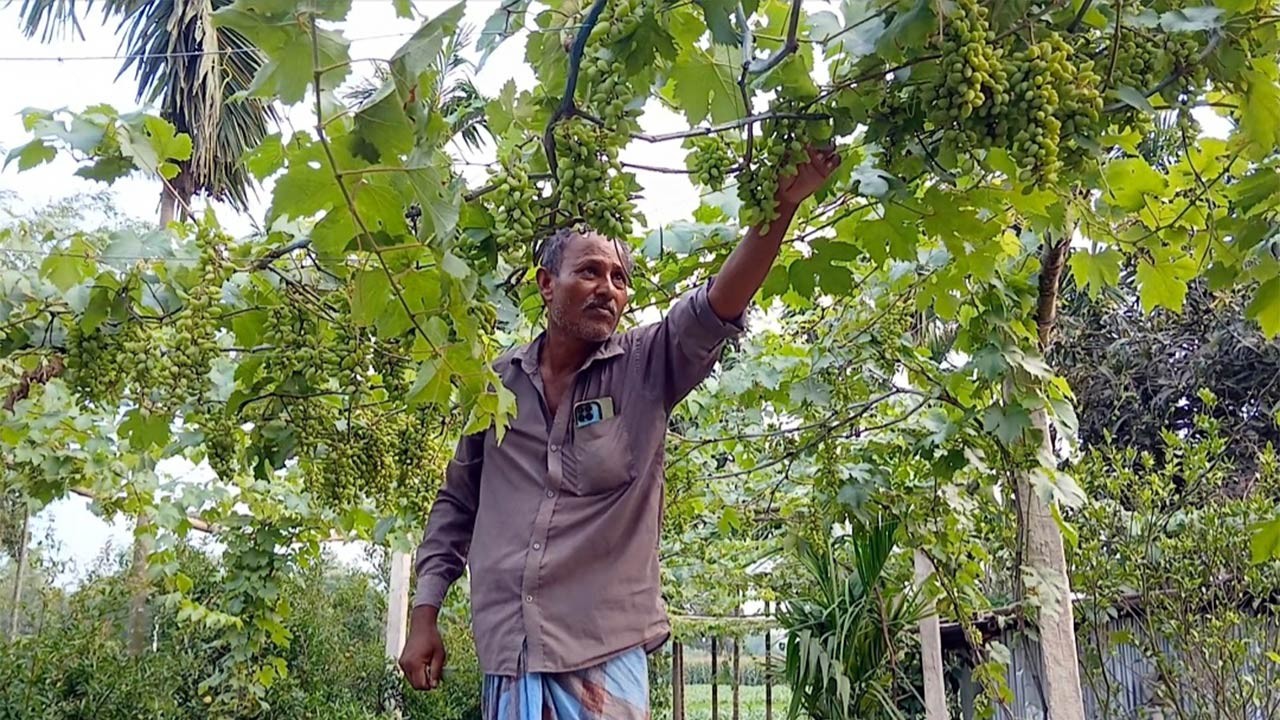 ঠাকুরগাঁয়ের পীরগঞ্জের আবুল কালাম আঙ্গুর চাষে সফল