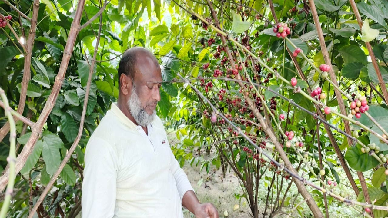 সমতলে কফি চাষে সাফল্য বদলাচ্ছে পীরগঞ্জের কৃষিচিত্র