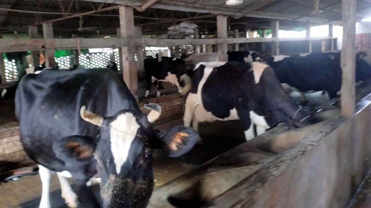 রংপুরে গবাদি পশু উৎপাদনে বিপ্লব ঘটেছে