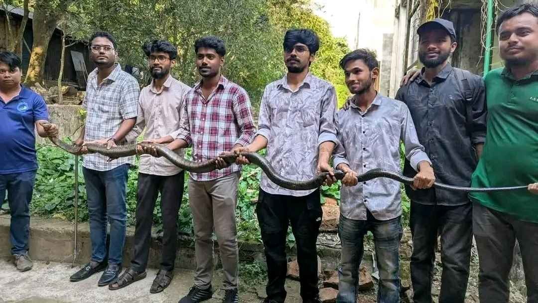 চবিতে ১২ ফুট লম্বা আরেকটি বিষধর কিং কোবরা উদ্ধার