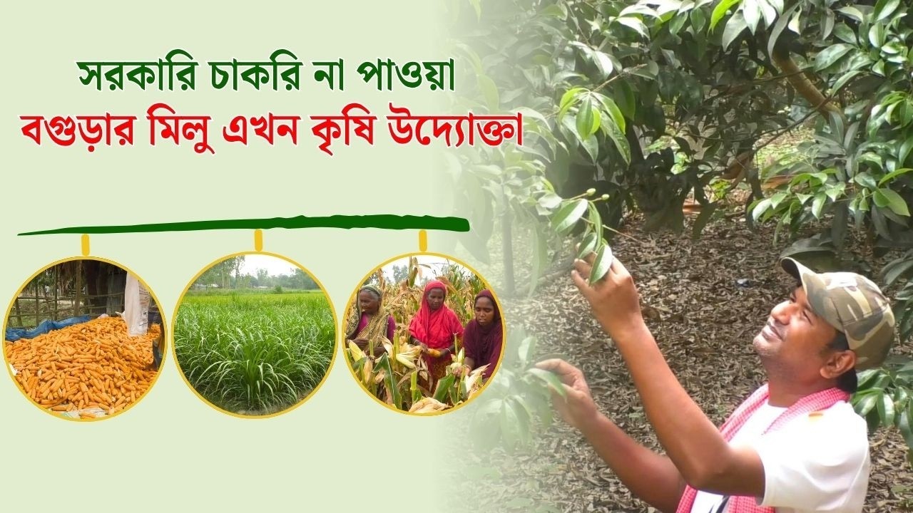 মার্স্টাস পাশ করা বগুড়ার মিলু এখন পালছেন গরু, চাষ করছেন ভুট্টা আর নেপিয়ার ঘাস