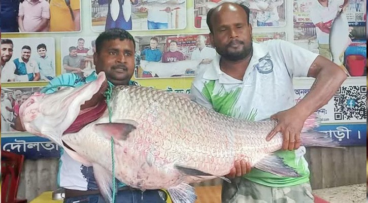 দৌলতদিয়ায় পদ্মার এক কাতল বিক্রি হলো ৬৮ হাজার টাকায়