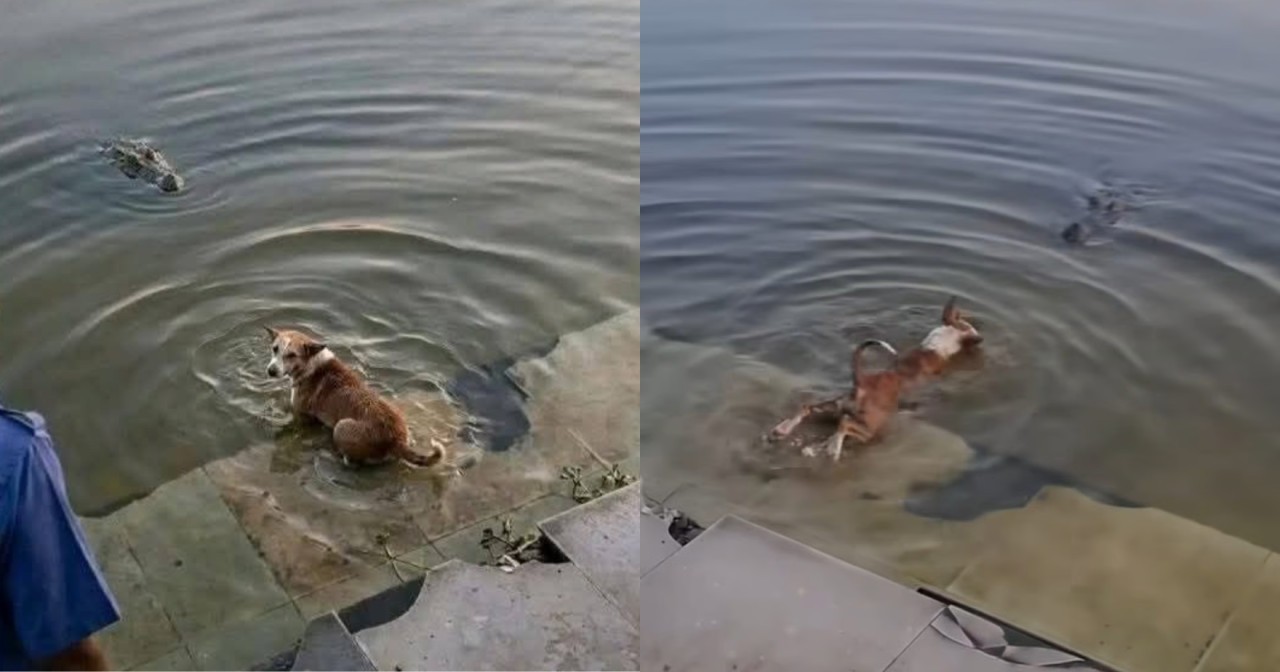 বাগেরহাটে কুকুর মৃত্যুর ঘটনায় তদন্ত কমিটি গঠন