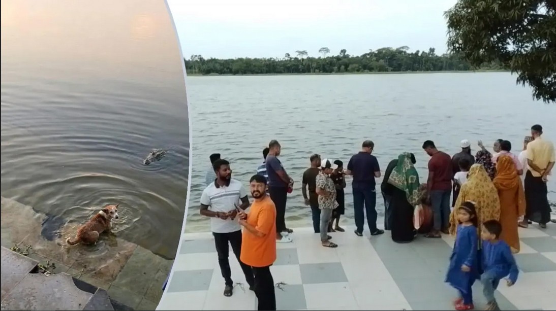 বাগেরহাটে দিঘিতে কুমিরের শিকার কুকুর, যা জানা গেল!